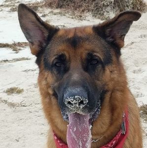 Meet your Posher, Bear